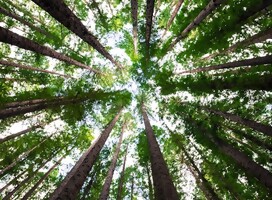 Tu BiShvat: ¡Todo lo que necesitas saber!