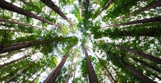 Tu BiShvat: ¡Todo lo que necesitas saber!